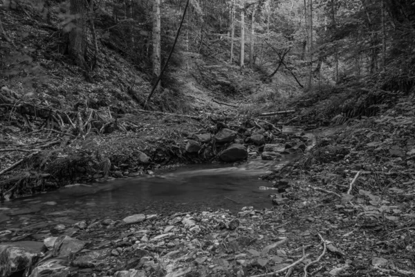 Ormandaki bir derenin siyah beyaz görüntüsü..