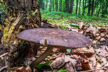 Güneşli bir sabahta ormanda mantar.