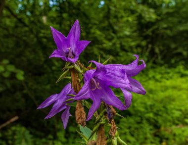 Ormanda güzel çiçekler