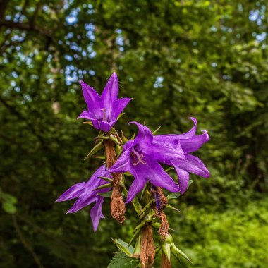 Güzel, mor bir yıldıza yakın, yıldız şeklinde çiçekli bir çiçek. Çiçek, mor yapraklı bir bitkidir.