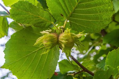 Bahçedeki ceviz dalında yeşil yapraklar. yeşil arkaplan.
