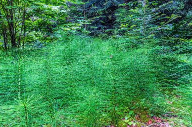 Parkta yeşil çimenler