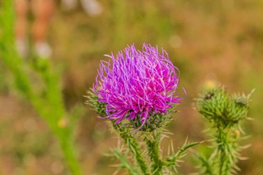 Bir çiçeğe yakın çekim