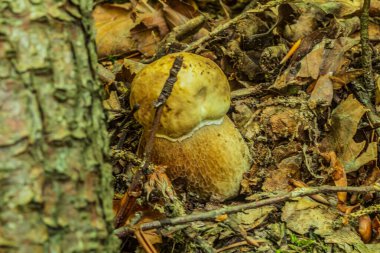 Sonbaharda yosun üzerinde mantar