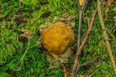 Ormanda büyük sarı bir mantar yetişiyor.