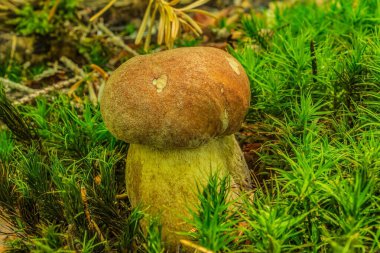 Ormanda mantar, sonbaharda ağaçta yetişen mantar.