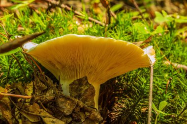 Ormandaki bir mantarın yakın çekimi.