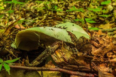 Orman içinde ağaç üzerinde mantar