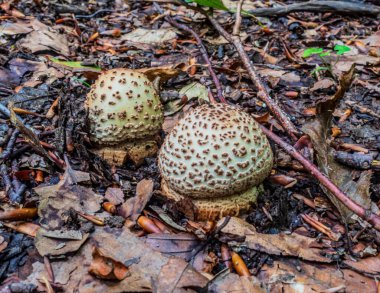 Ormanda yerde mantar