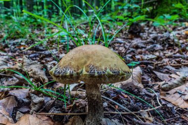 Ormandaki mantar. Yakın görüş.