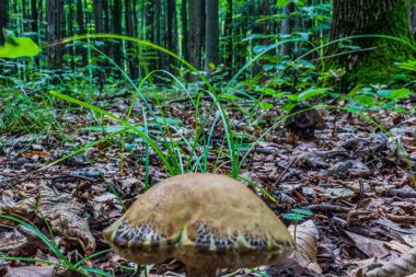 Ormanda büyüyen mantar