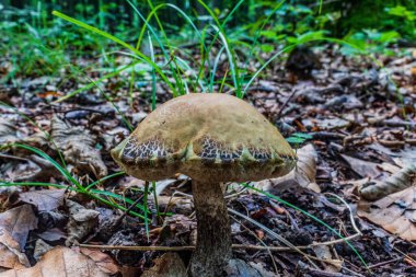 Ormandaki mantar, manzarayı kapat