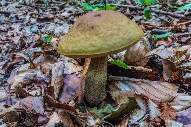 Ormanda yerde büyük beyaz bir mantar yetişiyor.