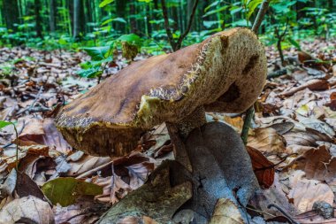 Ağaç gövdesindeki eski bir mantarın yakın plan fotoğrafı.