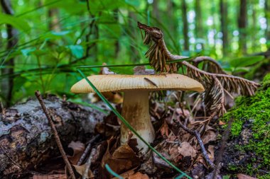 Ormandaki mantarlar.