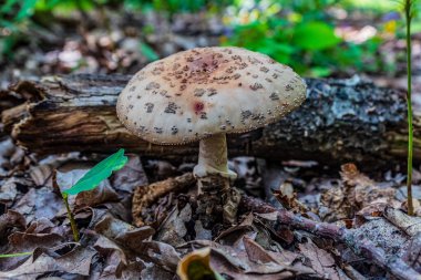 Ağaç gövdesinde mantar