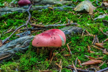 Sonbahar ormanında kırmızı ve beyaz mantar