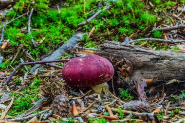 mantar ve kırmızı mantar