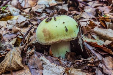 Ormanda beyaz mantarlar