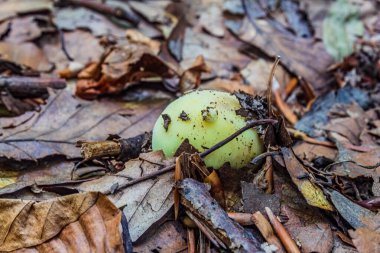 Sonbahar ormanında ağaçtaki yeşil elmalar