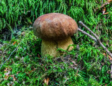 Yosun içinde boletus mantarı.