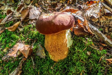 Ormanda mantar. Ormanda mantar