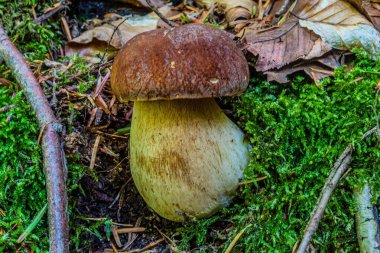 Ormanın zemininde mantar var.