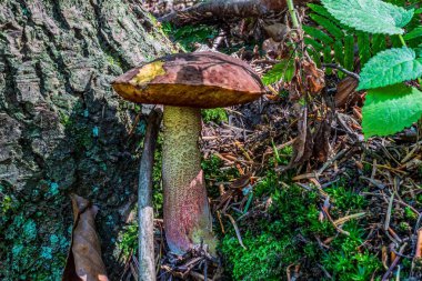 Ormanda büyüyen mantarlar