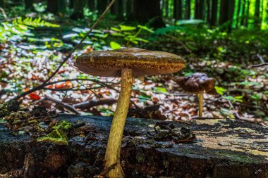 Orman zemininde büyüyen mantar, yakın plan.