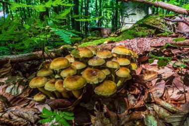 Ormandaki ağaç kütüğünde büyüyen mantarlar