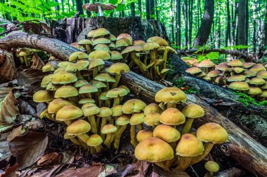 Mantarlar yerde, ormanda.