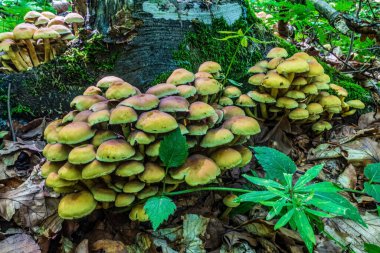 Ormanda bir grup mantar