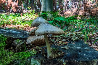 Ormandaki mantar, manzarayı kapat