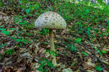 Güneşli bir günde ormanda büyüyen bir mantar..