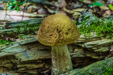 Ağaç kütüğündeki mantar.