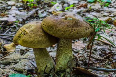 Ormanda büyüyen mantarlar