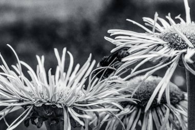 Güzel botanik fotoğrafı, doğal duvar kağıdı.