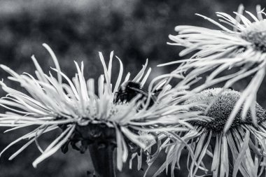 siyah - beyaz ve kırmızı çiçekler koyu yeşil arkaplanda