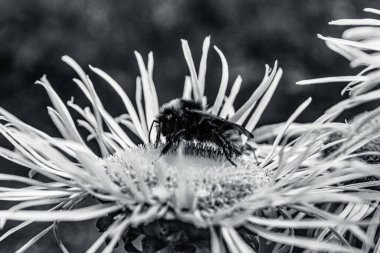 Bir çiçeğe yaklaş.