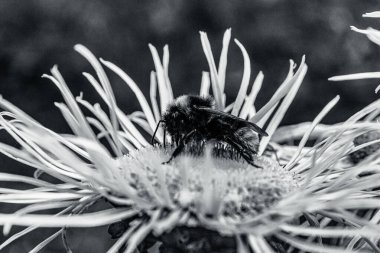 Güzel bir çiçeğe yaklaş