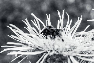 Bahçedeki siyah beyaz çiçek