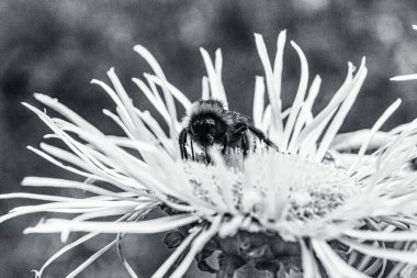 Tarladaki bir çiçekten nektar topluyorum.