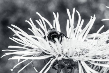 Bir karahindiba üzerindeki bir arının gri tonlu görüntüsü.