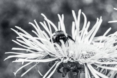 Bahçedeki beyaz bir çiçekten polen topluyor.