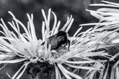Güzel botanik fotoğrafı, doğal duvar kağıdı.