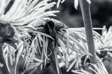 Bahçedeki siyah beyaz çiçeklere yaklaş.
