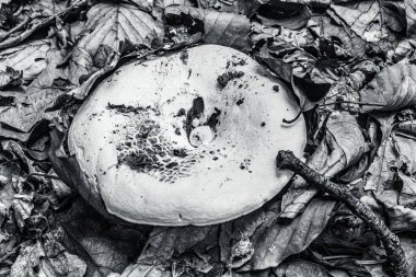 Ormanda beyaz mantar