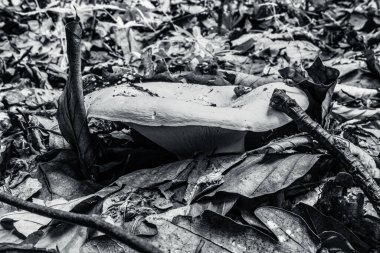 Ormanda siyah beyaz mantar yetişiyor.