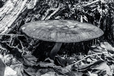 Ormanda büyük siyah beyaz bir mantar.