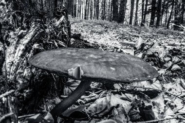 Ormandaki kütükte mantar, siyah beyaz fotoğraf.